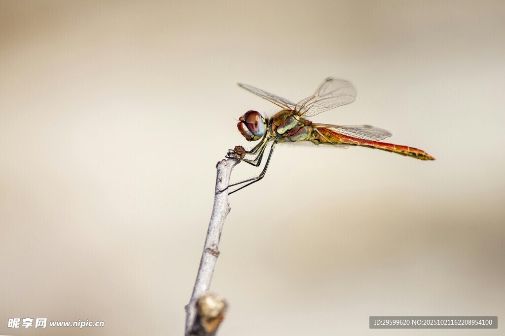 停在细枝上的彩色蜻蜓