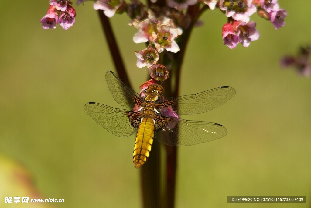 停驻花朵上的美丽蜻蜓