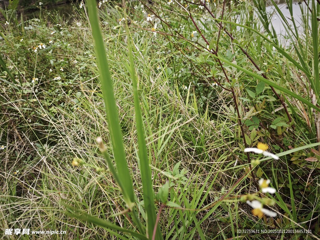 野外草丛中的绿色植物
