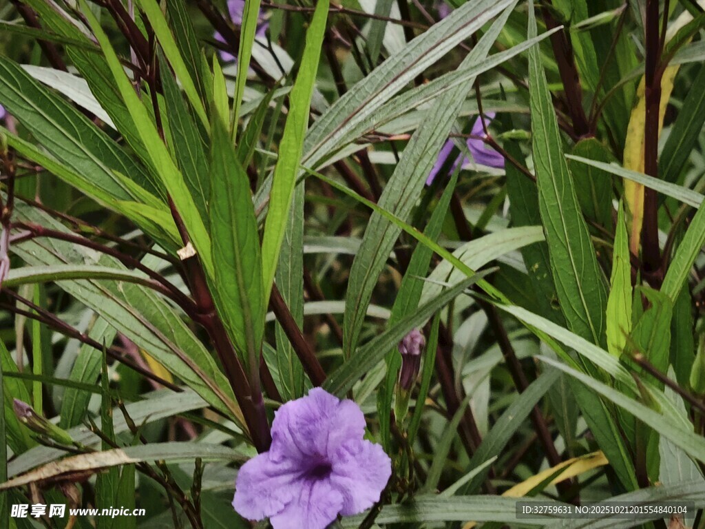 紫色小花绽放于绿叶间