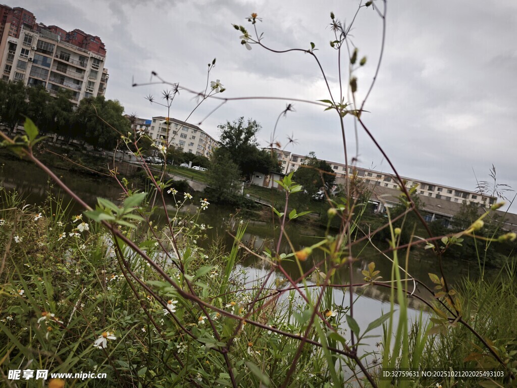 河畔杂草与远处建筑景观