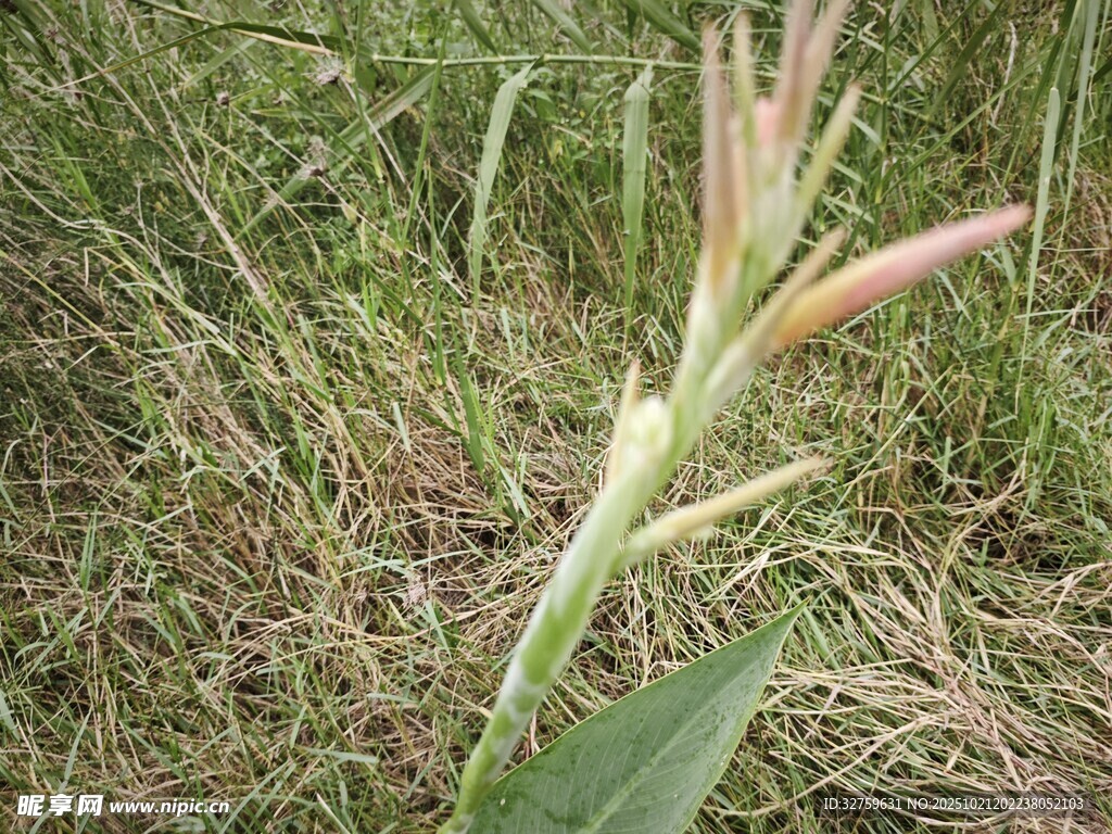 野外绽放的待开花朵