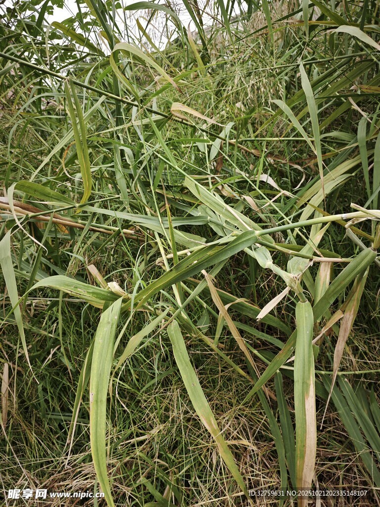 野外生长的绿色植物