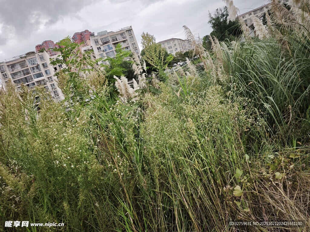 城市中的野生草丛景观