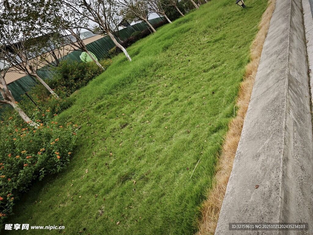 路边翠绿草坪风景