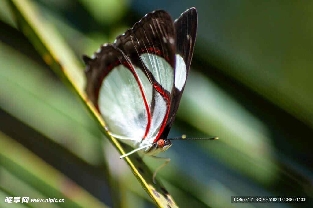 停在草茎上的美丽蝴蝶