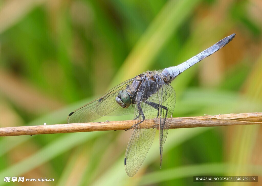 栖息于草茎上的美丽蜻蜓