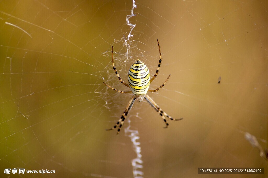 绿叶上的绿色蜘蛛