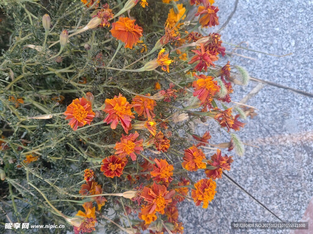 鲜艳橙黄花朵绽放