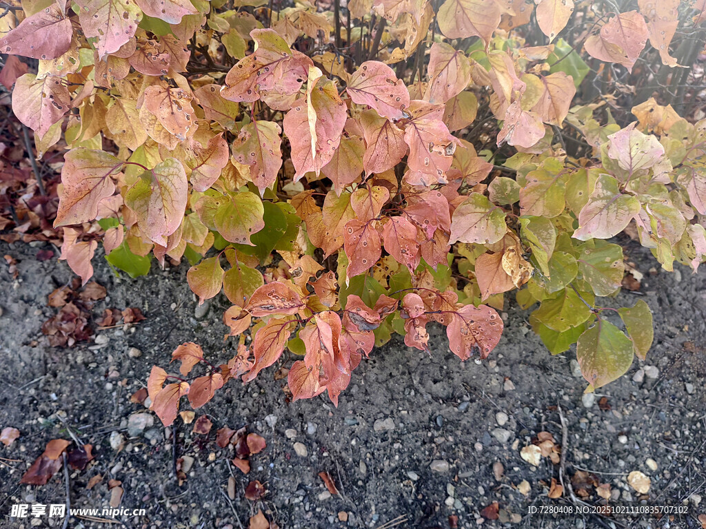 地面上的多彩落叶