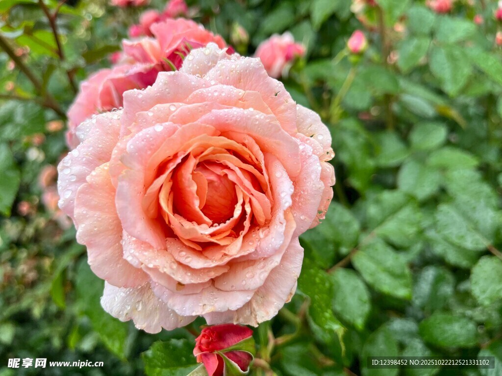 粉色娇艳月季花