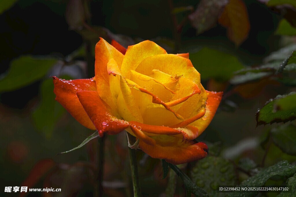 橙黄玫瑰绽放