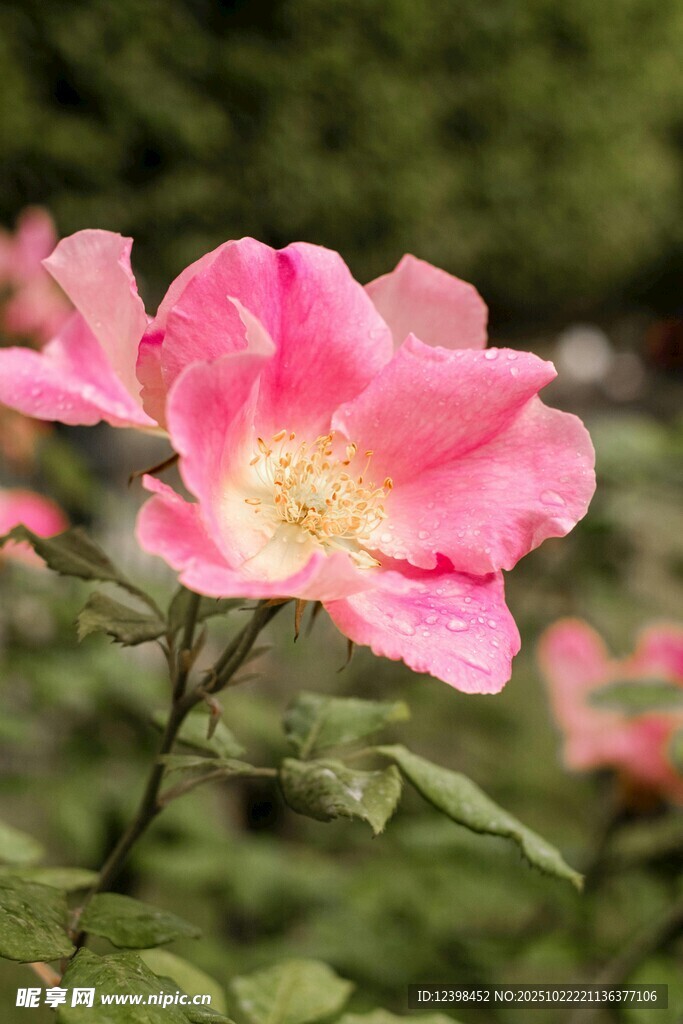 娇艳粉色蔷薇花绽放