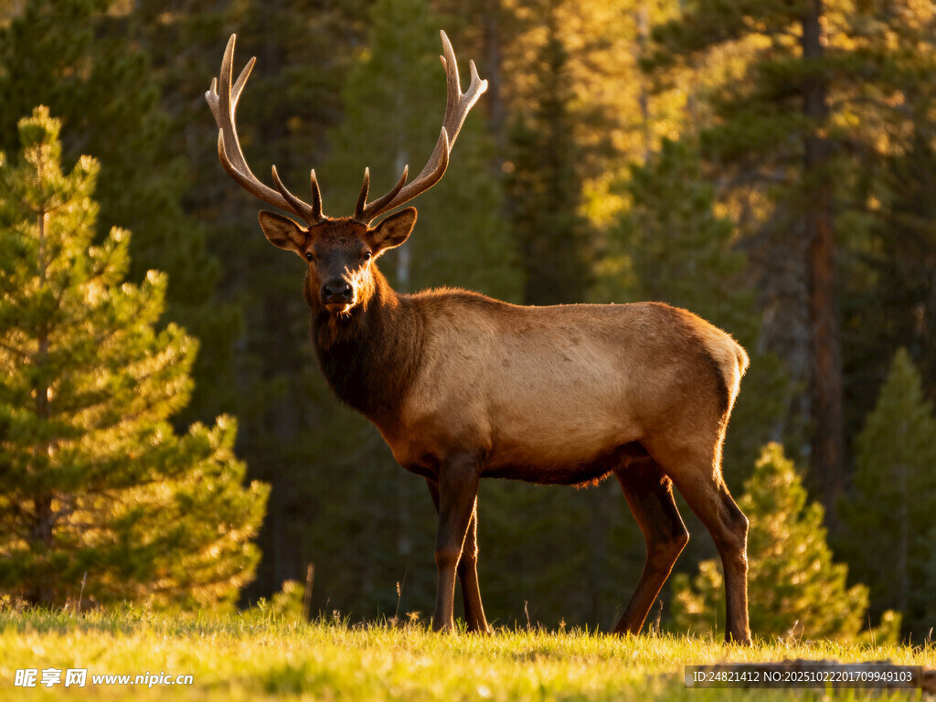 草原上的雄伟麋鹿