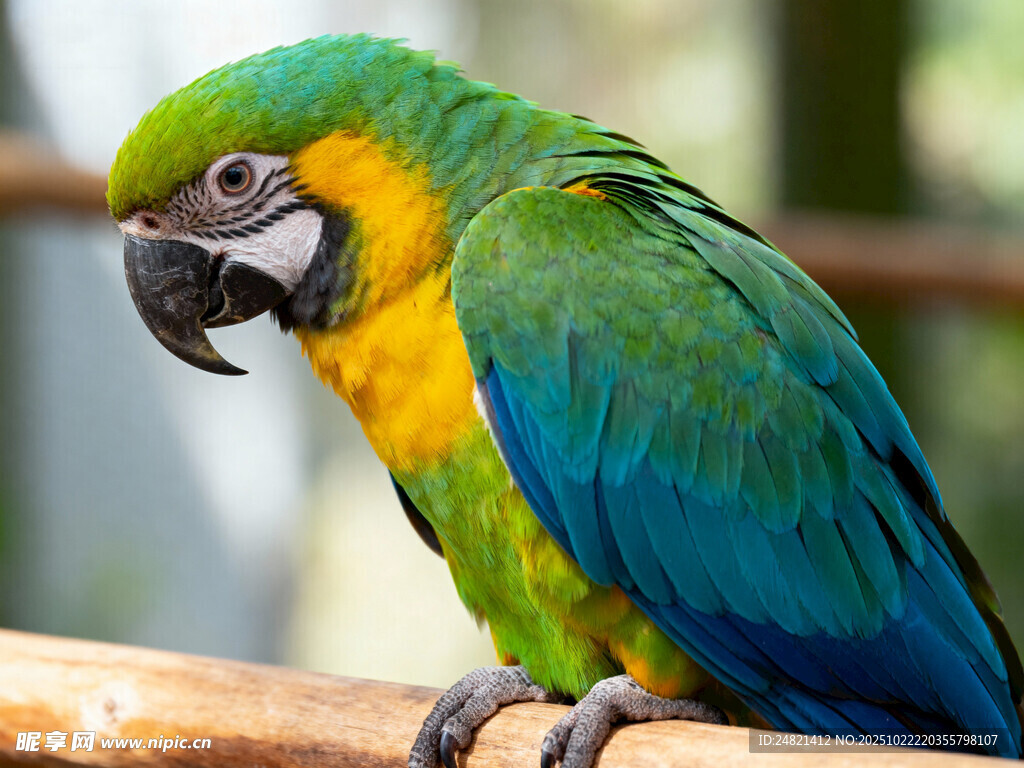 色彩斑斓的鹦鹉栖息木上