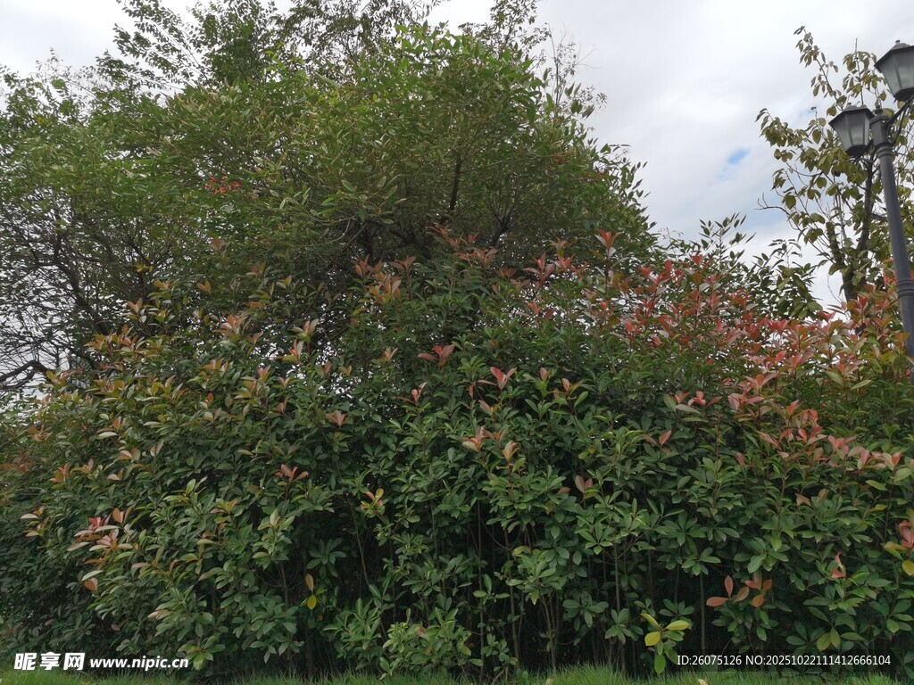 繁花盛开的茂密绿植