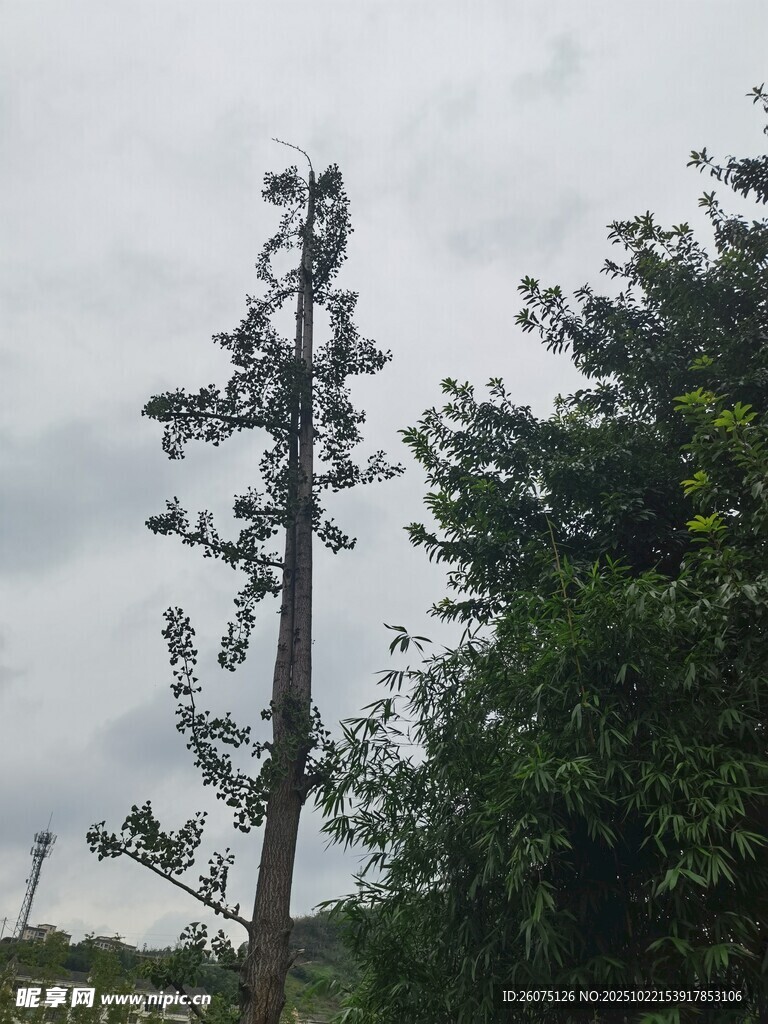 枯树立于绿意间