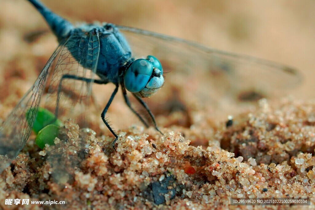 蓝色蜻蜓于沙地特写