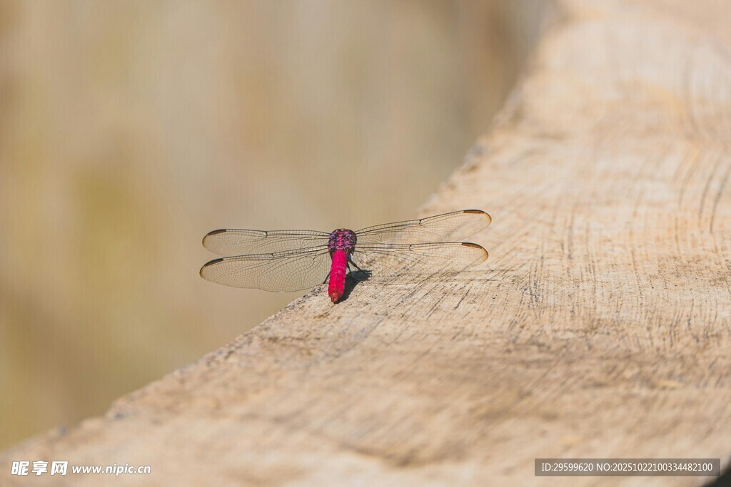 停留在木头上的艳丽蜻蜓