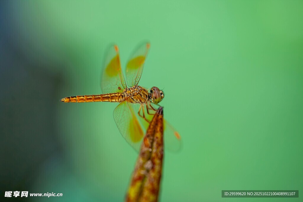 停驻的橙黄色蜻蜓