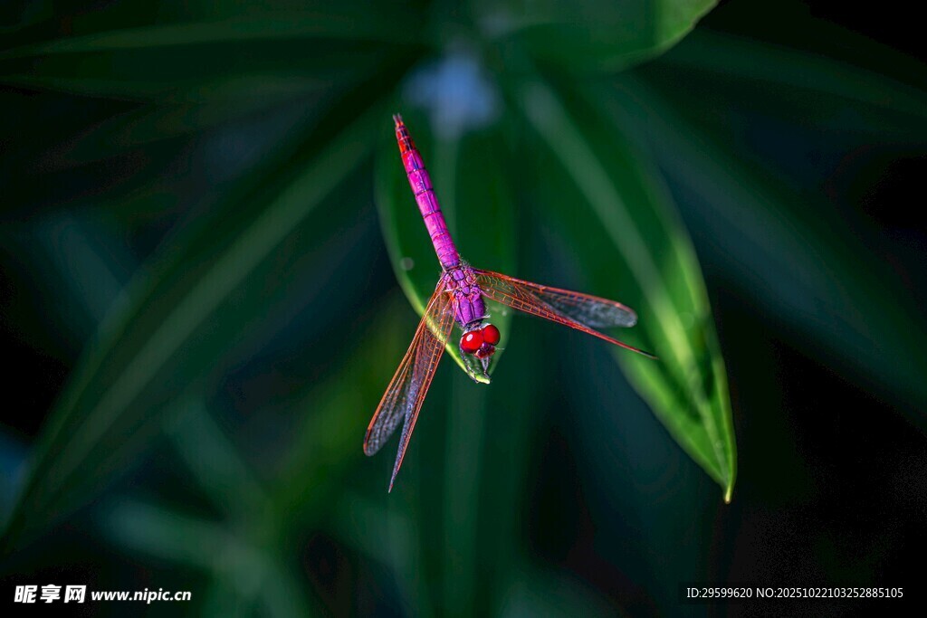 悬停的彩色蜂鸟