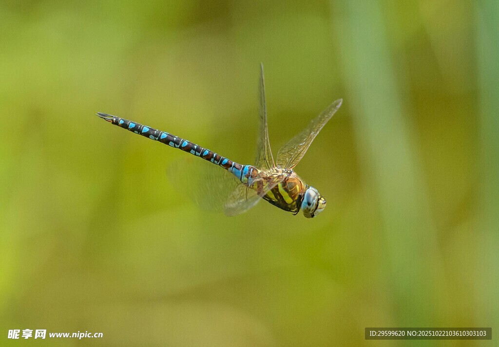 飞行中的蓝尾蜻蜓