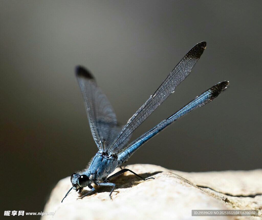 蓝色蜻蜓特写