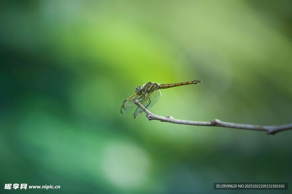 枝头蜻蜓