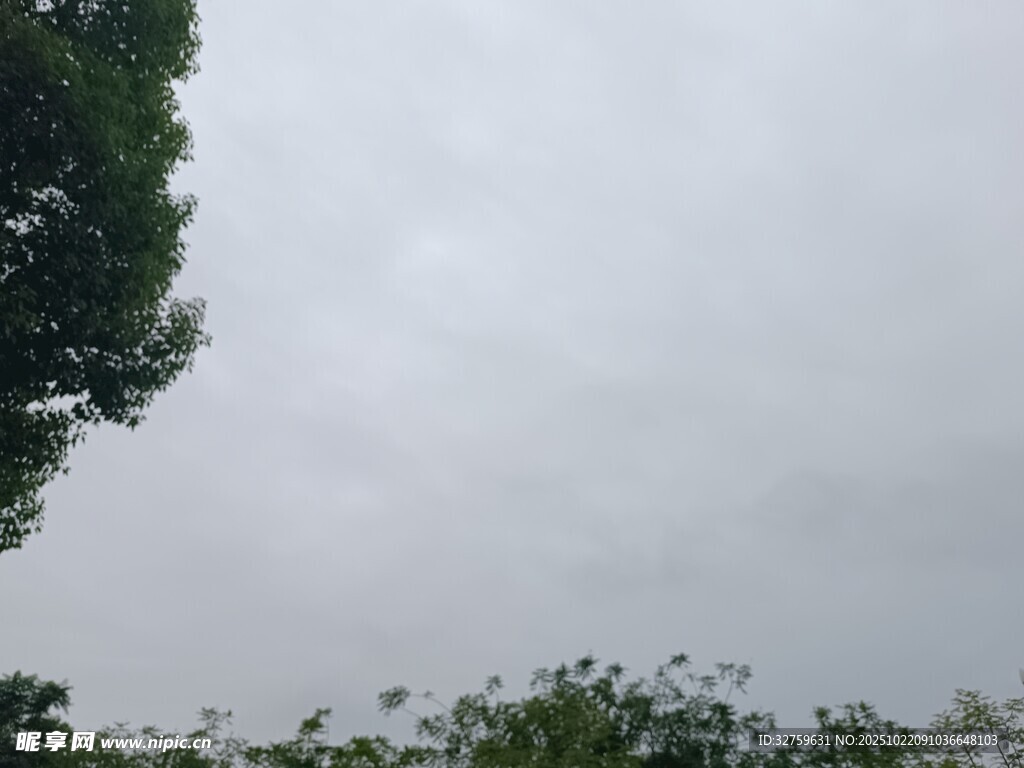 阴天时的树梢景致