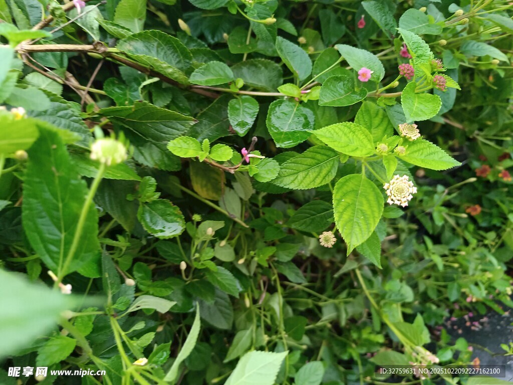 绿叶丛中的清新小花