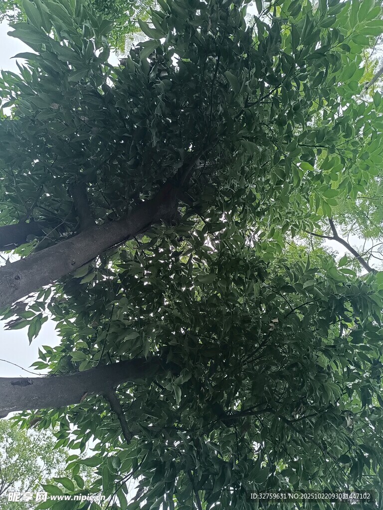 仰视葱郁树木景观