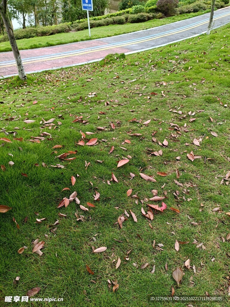 草地散落枯叶景象