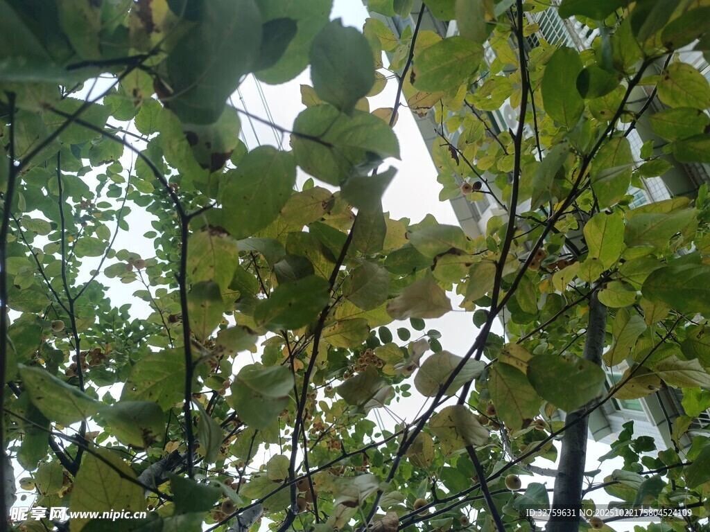 枝叶繁茂的绿色树木景观