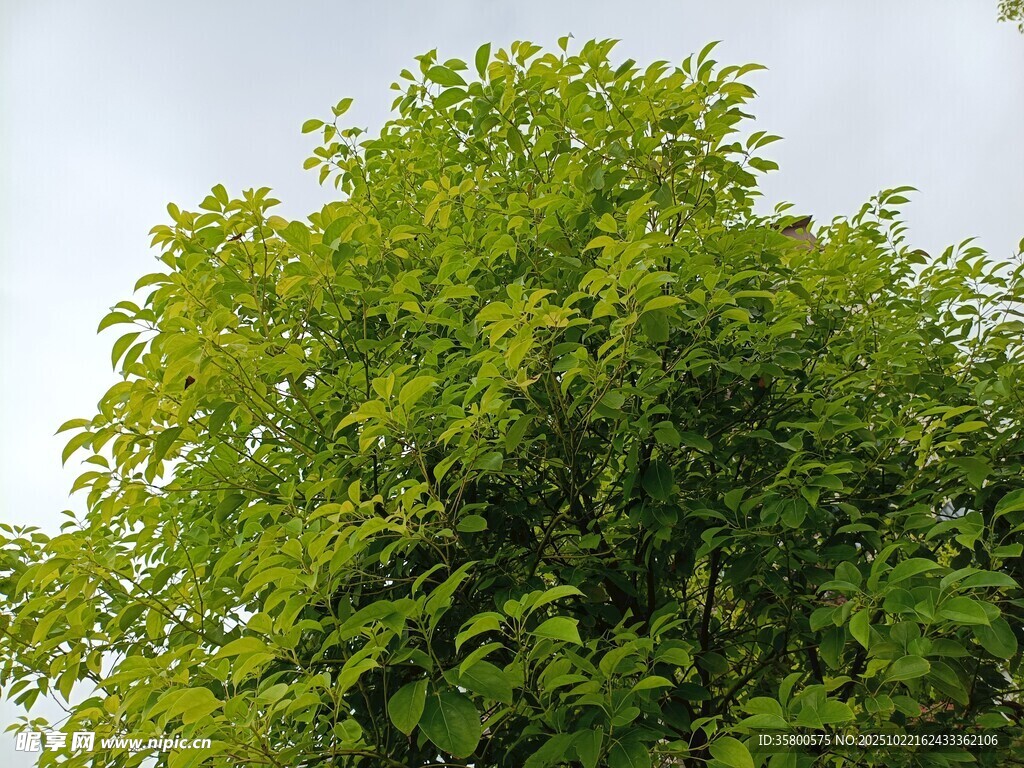 绿叶繁茂的树冠