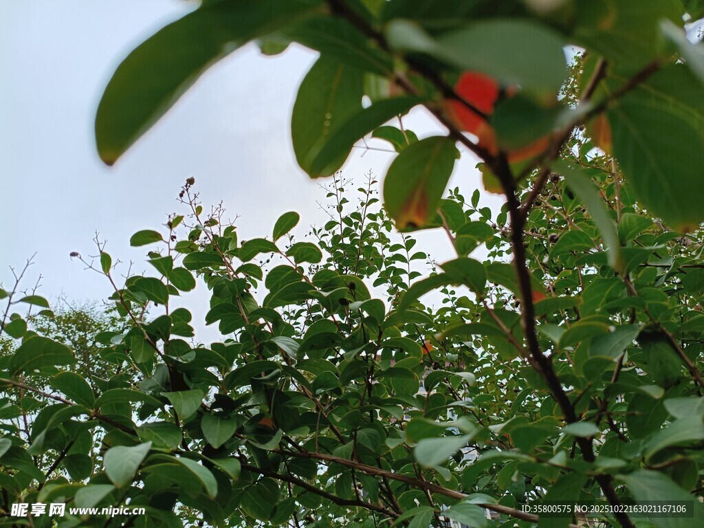 绿叶间的一抹红