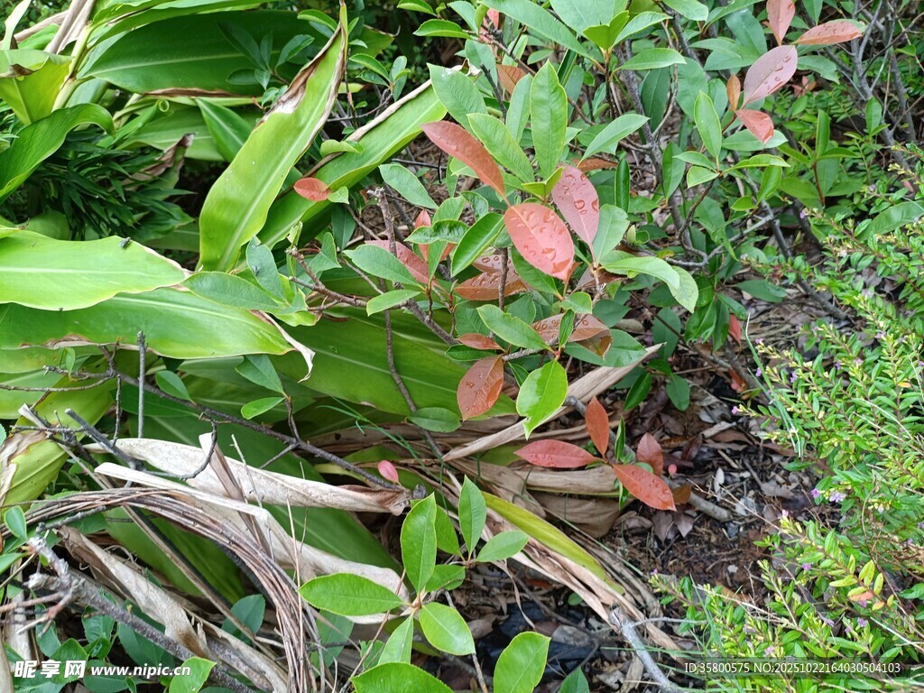绿叶间的多彩植物景观
