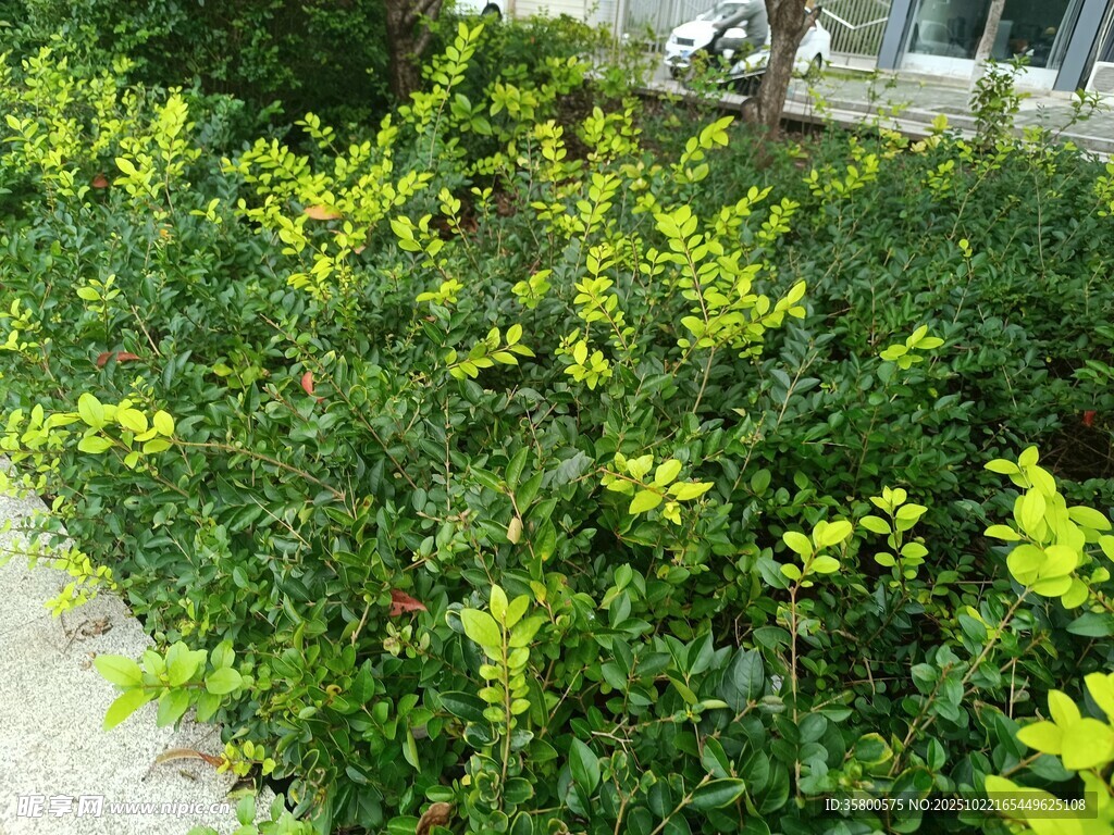 翠绿灌木丛中的黄色小花