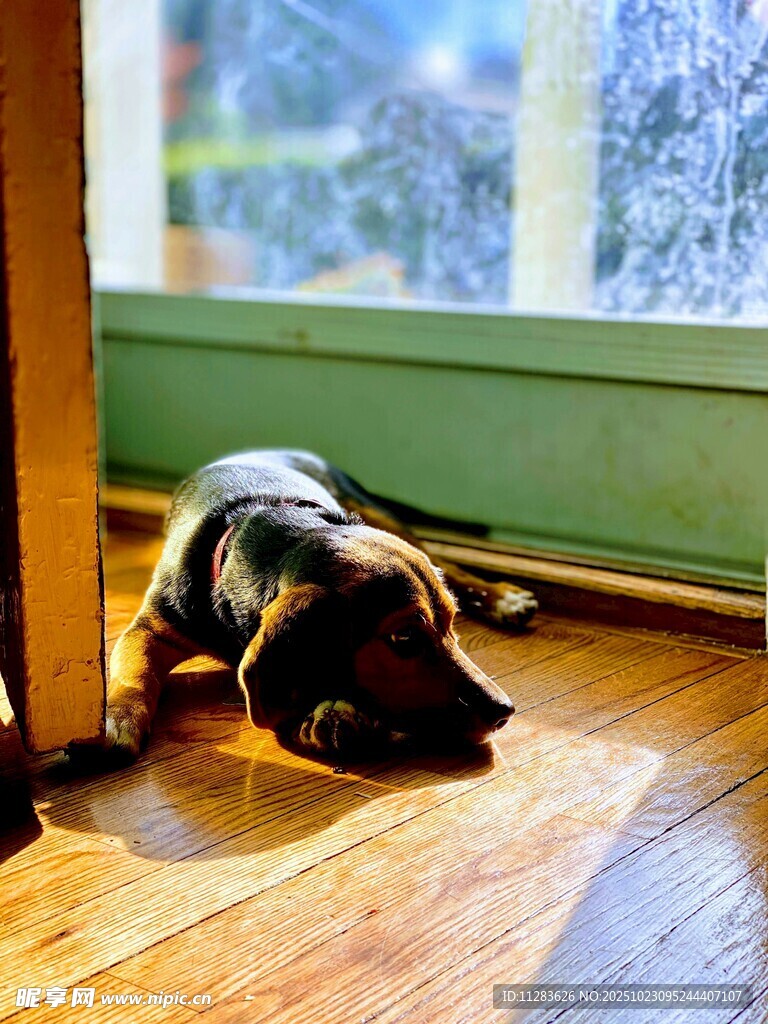 趴在木地板上的可爱小狗