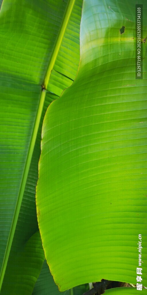 翠绿芭蕉叶特写