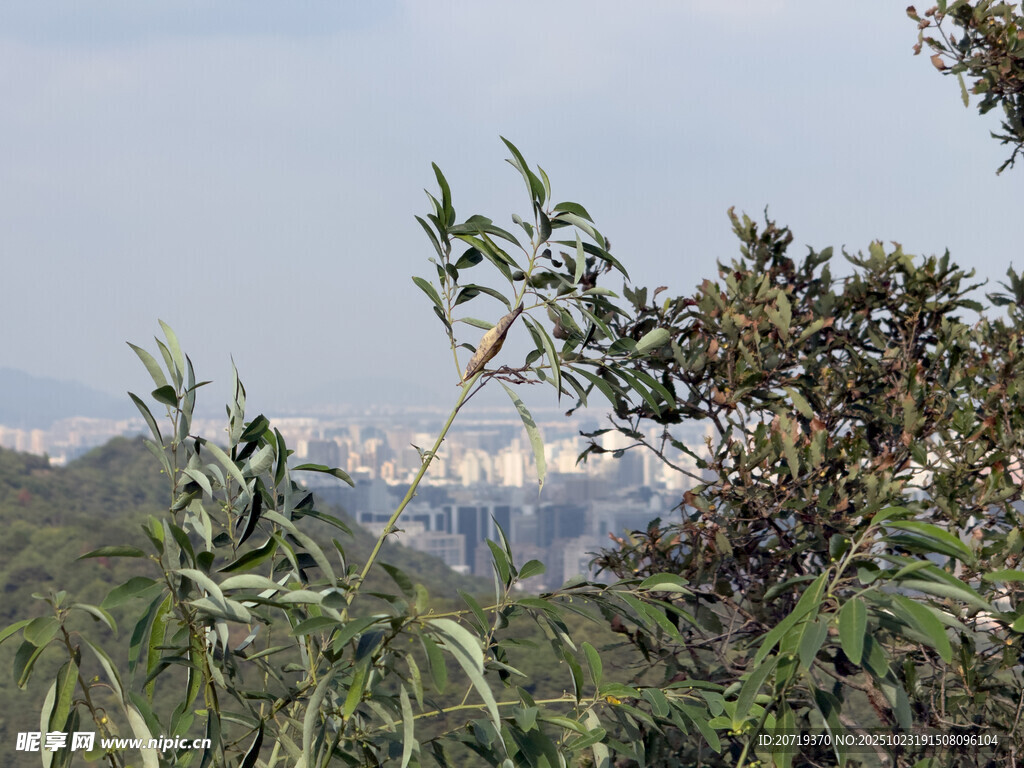 山林间远眺城市景色