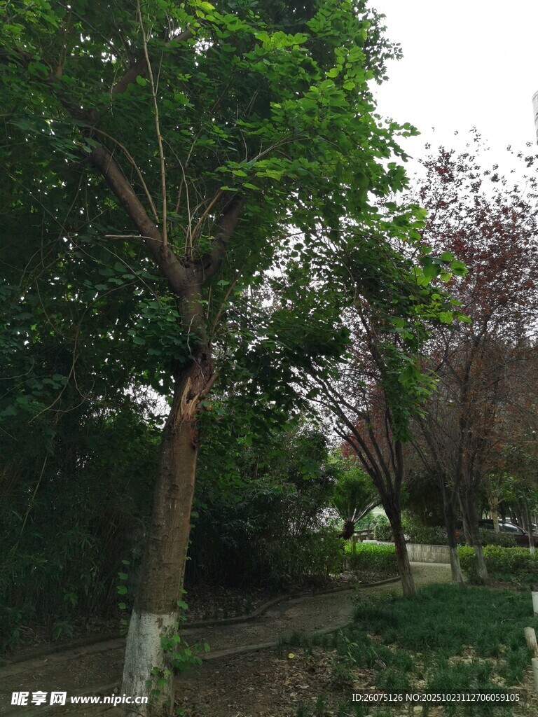 公园绿树成荫的景致