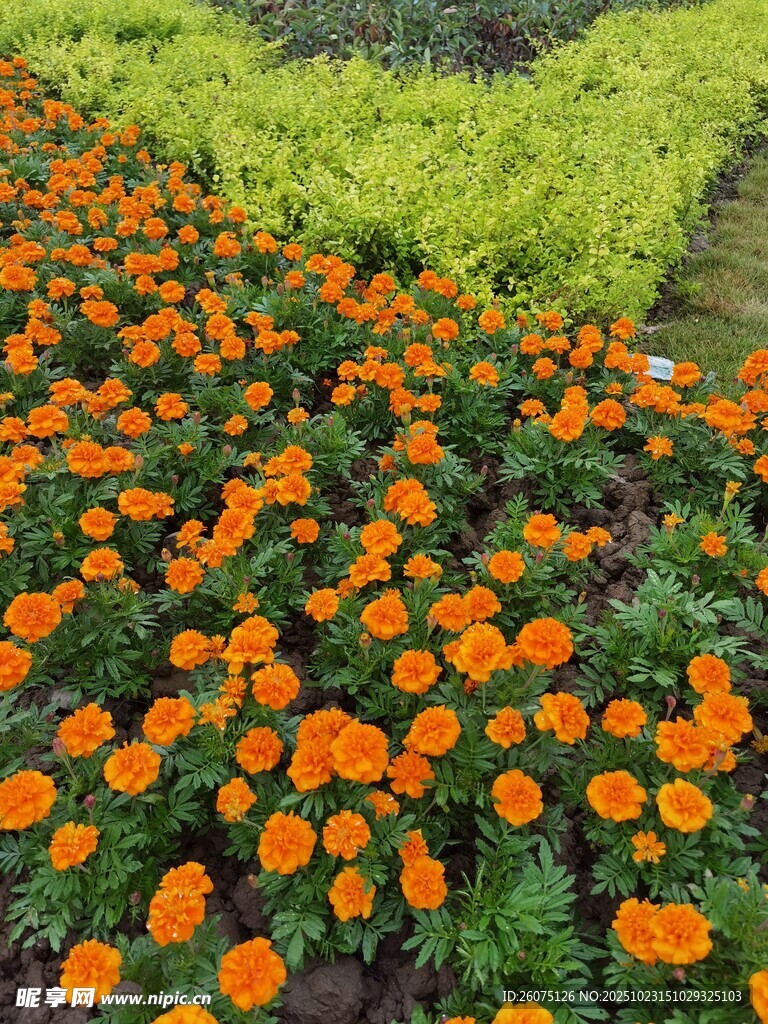 橙色花海绿意相伴