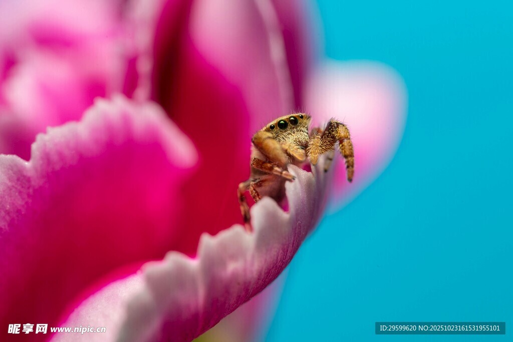 粉色花朵上的小蜘蛛