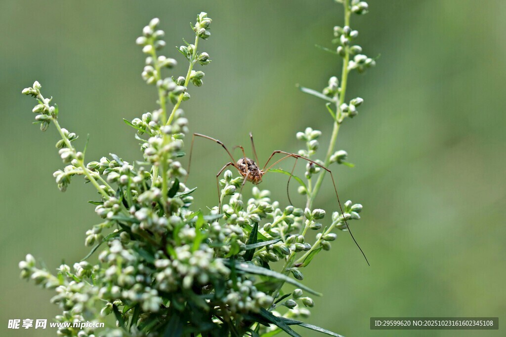 绿色小植物上的红色昆虫