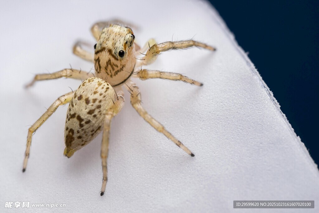 斑点小跳蛛特写