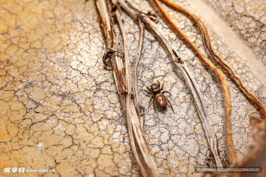 蜘蛛盘踞于干裂地面