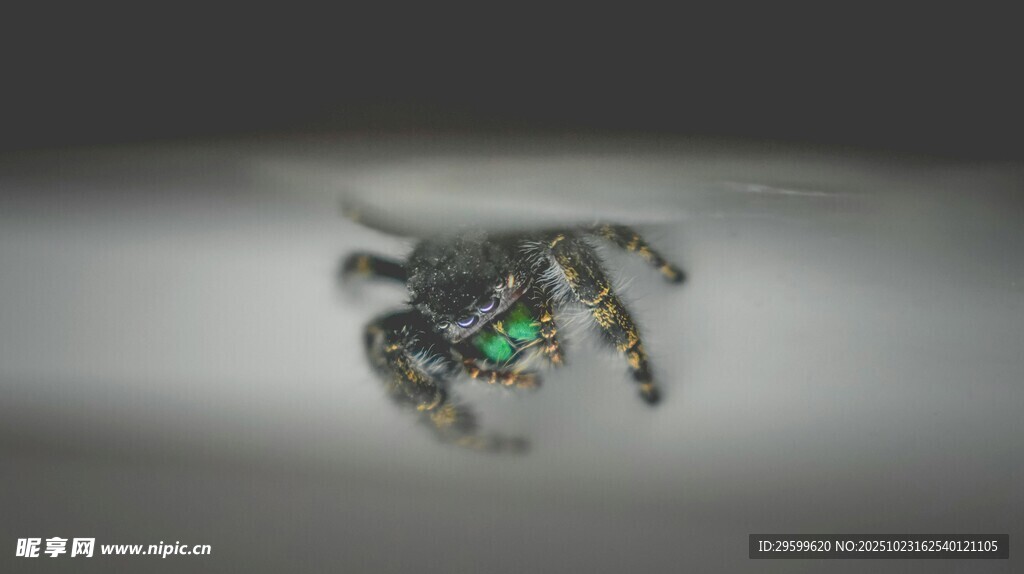 金属质感机械蜘蛛模型