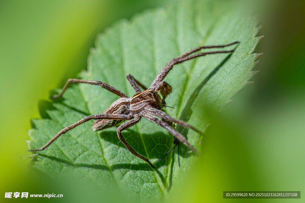 绿叶上的长腿蜘蛛