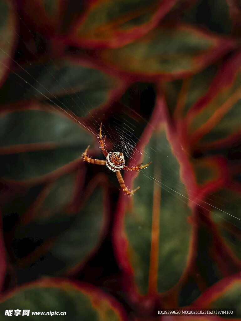 绿叶间的精致小蜘蛛