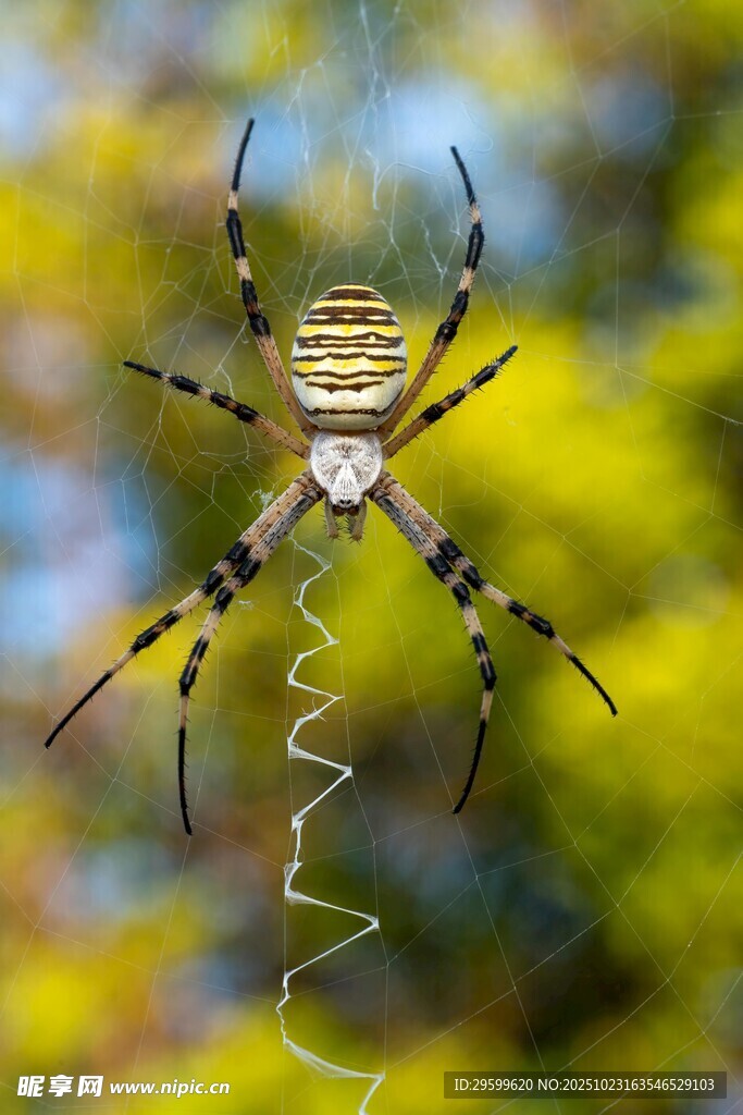 花纹蜘蛛悬于蛛丝之上